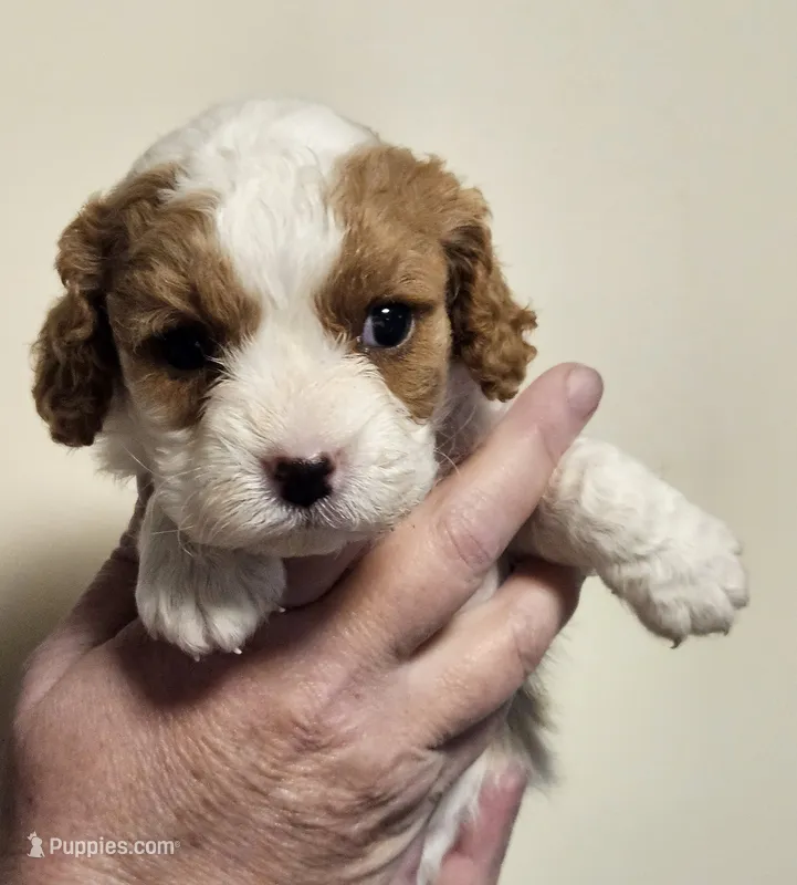Holly Hobby  – Cavalier King Charles Spaniel, Cavachon puppy for sale in Lancaster, OH