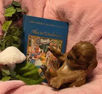 Alice in Wonderland , a female Cavalier King Charles Spaniel for sale in Lancaster, OH – 6 of 10