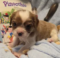 Pinocchio akc, a male Cavalier King Charles Spaniel for sale in Lancaster, OH – 2 of 8