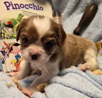 Pinocchio akc, a male Cavalier King Charles Spaniel for sale in Lancaster, OH – 3 of 8