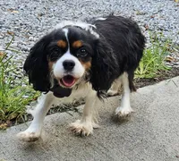 Summer , a female Cavalier King Charles Spaniel for sale in Lancaster, OH – Photo 2 of 9
