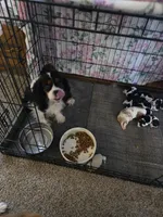 Summer , a female Cavalier King Charles Spaniel for sale in Lancaster, OH – Photo 6 of 9