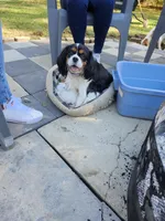 Summer , a female Cavalier King Charles Spaniel for sale in Lancaster, OH – Photo 9 of 9