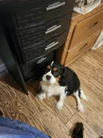 Summer , a female Cavalier King Charles Spaniel for sale in Lancaster, OH – Photo 8 of 9