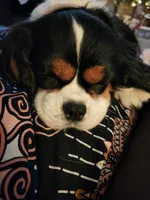 Summer , a female Cavalier King Charles Spaniel for sale in Lancaster, OH – Photo 7 of 9