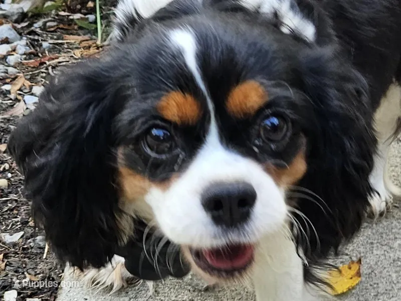 Summer  – Cavalier King Charles Spaniel puppy for sale in Lancaster, OH