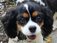 Summer , a female Cavalier King Charles Spaniel for sale in Lancaster, OH – Photo 1 of 9