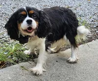 Summer , a female Cavalier King Charles Spaniel for sale in Lancaster, OH – Photo 3 of 9