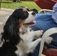 Summer , a female Cavalier King Charles Spaniel for sale in Lancaster, OH – Photo 5 of 9