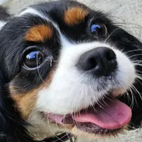 Summer , a female Cavalier King Charles Spaniel for sale in Lancaster, OH – Photo 4 of 9
