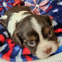 Independence , a female Cavalier King Charles Spaniel for sale in Lancaster, OH – 3 of 6