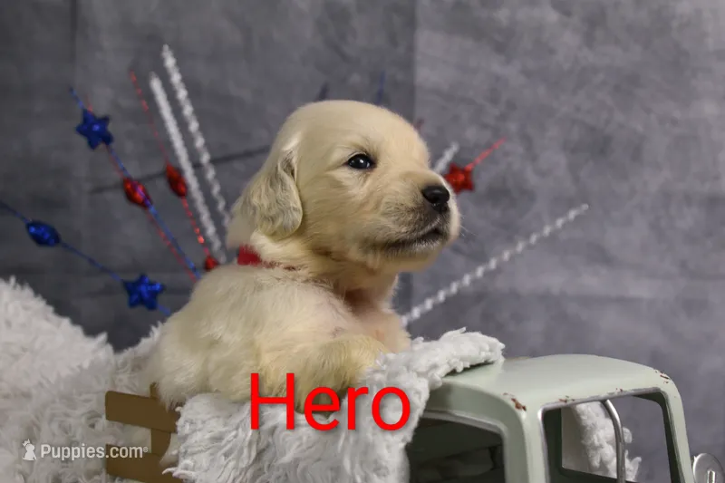 Hero ACA – Golden Retriever, English Cream Golden Retriever puppy for sale in Lancaster, OH