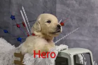 Hero ACA, a male Golden Retriever and English Cream Golden Retriever for sale in Lancaster, OH – 1 of 3