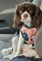 Emerald Faerie - pet only, a female Cavalier King Charles Spaniel for sale in Lancaster, OH – 7 of 9