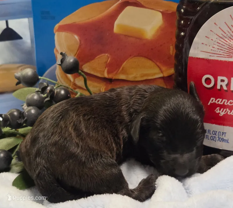 Blueberry Flapjack – Cockapoo, Bichpoo puppy for sale in Lancaster, OH