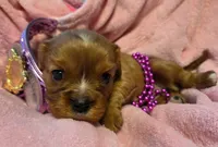 Cinderella akc, a female Cavalier King Charles Spaniel for sale in Lancaster, OH – 4 of 10