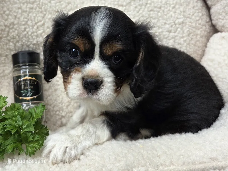 Parsley AKC chocolate carrier  – Cavalier King Charles Spaniel puppy for sale in Lancaster, OH