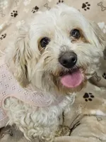 Jersey Peaches and Cream, a female Cavachon for sale in Lancaster, OH – Photo 2 of 5