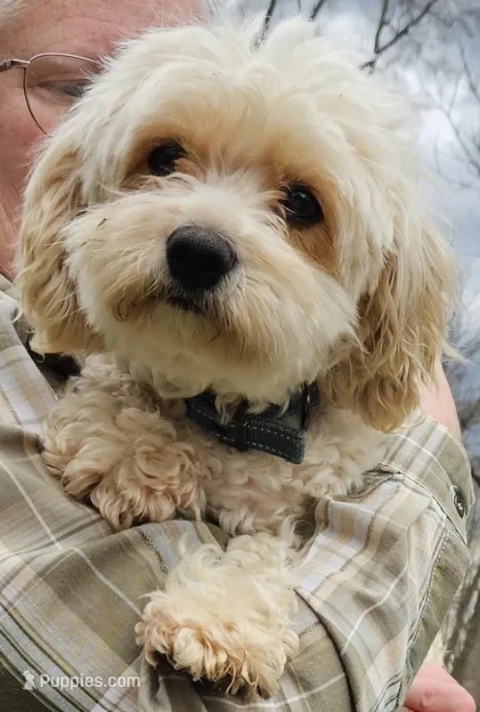 Jersey Peaches and Cream – Cavachon puppy for sale in Lancaster, OH