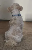 Jersey Peaches and Cream, a female Cavachon for sale in Lancaster, OH – Photo 4 of 5