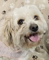 Jersey Peaches and Cream, a female Cavachon for sale in Lancaster, OH – Photo 1 of 5