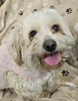 Jersey Peaches and Cream, a female Cavachon for sale in Lancaster, OH – Photo 3 of 5