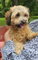 Tilly, a female Shihpoo for sale in Lancaster, OH – 6 of 8