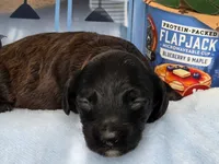 Blueberry Flapjack hypoallergenic , a male Cockapoo and Bichpoo for sale in Lancaster, OH – 6 of 9