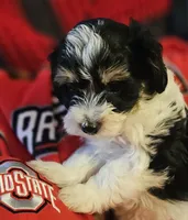 Victor , a male Poodle - Miniature  and Bichpoo for sale in Lancaster, OH – 6 of 9