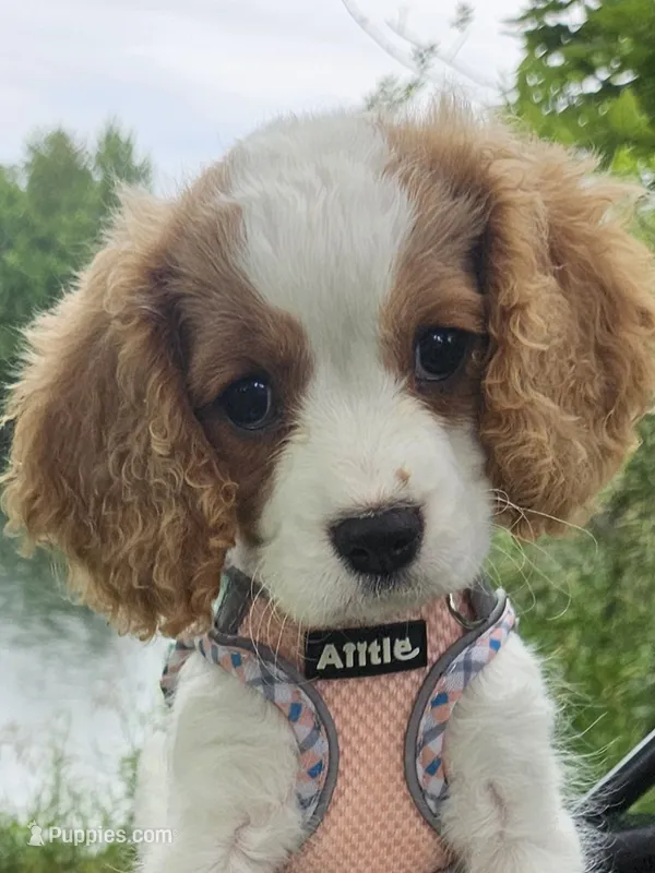 Barbie Doll – Cavalier King Charles Spaniel, Cavachon puppy for sale in Lancaster, OH