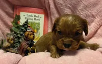 Little Red Riding Hood akc, a female Cavalier King Charles Spaniel for sale in Lancaster, OH – 8 of 10