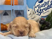 Blueberry Struedel hypoallergenic , a female Cockapoo and Bichpoo for sale in Lancaster, OH – 4 of 8