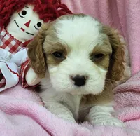 Raggedy Anne , a female Cavalier King Charles Spaniel and Cavachon for sale in Lancaster, OH – 5 of 10