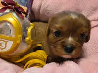 Cinderella akc, a female Cavalier King Charles Spaniel for sale in Lancaster, OH – 9 of 10