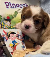Pinocchio akc, a male Cavalier King Charles Spaniel for sale in Lancaster, OH – 7 of 8