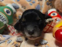 Sausage Patty, a female Cavalier King Charles Spaniel and Miniature Dachshund for sale in Lancaster, OH – 3 of 10