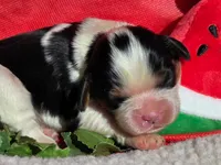 Merry Melon , a male Cavalier King Charles Spaniel for sale in Lancaster, OH – 5 of 10
