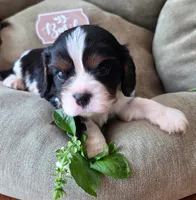 Basil, a male Cavalier King Charles Spaniel for sale in Lancaster, OH – 6 of 10