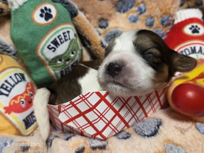 Coney Island  – Cavalier King Charles Spaniel, Miniature Dachshund puppy for sale in Lancaster, OH