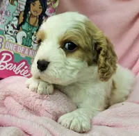 Barbie Doll, a male Cavalier King Charles Spaniel and Cavachon for sale in Lancaster, OH – 8 of 10