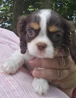 Freedom , a female Cavalier King Charles Spaniel for sale in Lancaster, OH – 3 of 5