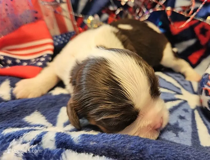 Patriot – Cavalier King Charles Spaniel puppy for sale in Lancaster, OH