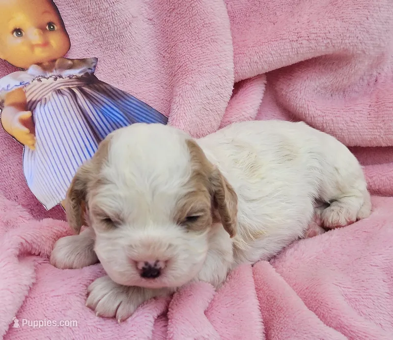 Pixie – Cavalier King Charles Spaniel, Cavachon puppy for sale in Lancaster, OH