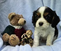 Boyds Bear akc , a male Cavalier King Charles Spaniel for sale in Lancaster, OH – 7 of 10