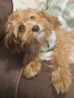 Mia Jewels / House Trained , a female Cavapoo for sale in Lancaster, OH – 7 of 9