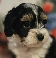 Victoria , a female Poodle - Miniature  and Bichpoo for sale in Lancaster, OH – 1 of 10