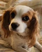 Dalitso , a female Cavalier King Charles Spaniel and Cavachon for sale in Lancaster, OH – 2 of 7