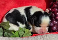 Goofy Grape, a male Cavalier King Charles Spaniel for sale in Lancaster, OH – 3 of 7