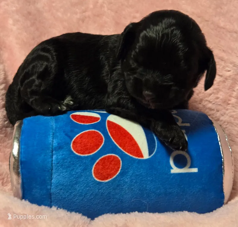 Pupsi – Cavapoo puppy for sale in Lancaster, OH