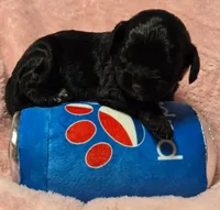 Pupsi, a female Cavapoo for sale in Lancaster, OH – 1 of 1